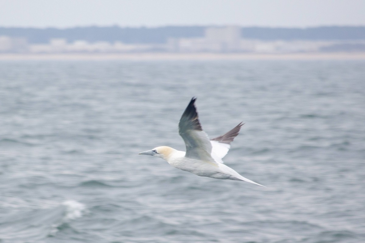 Northern Gannet - ML539859681
