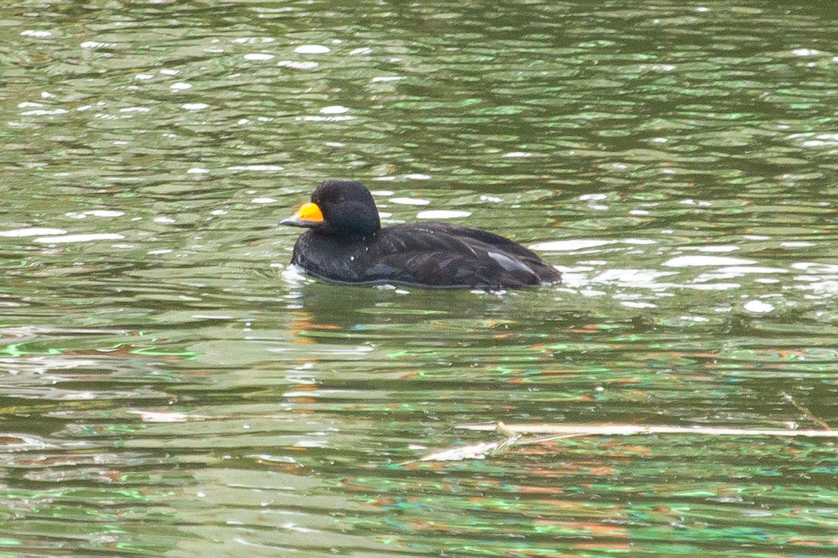 Black Scoter - ML539860201
