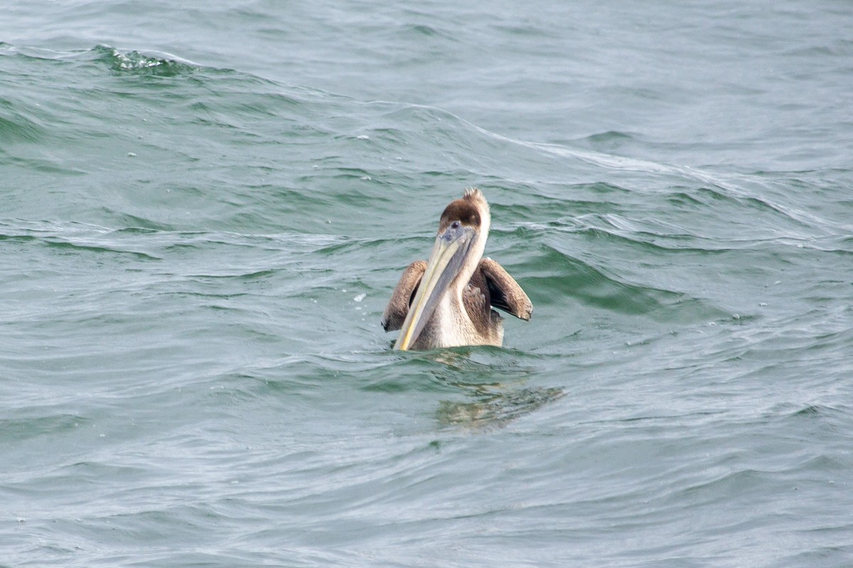 Brown Pelican - ML539860361