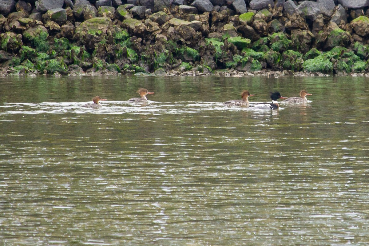 Red-breasted Merganser - ML539860531