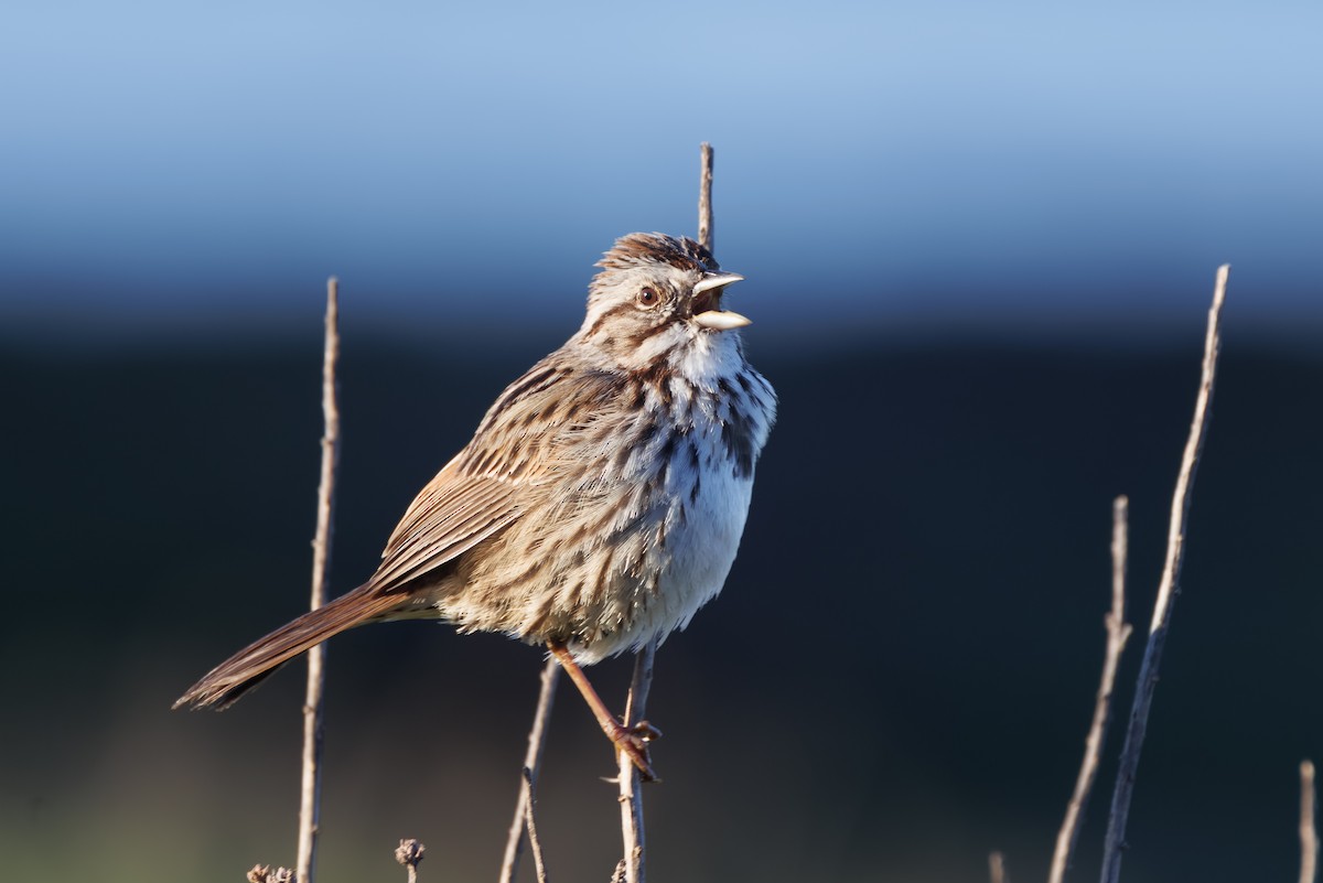 Song Sparrow - John Callender