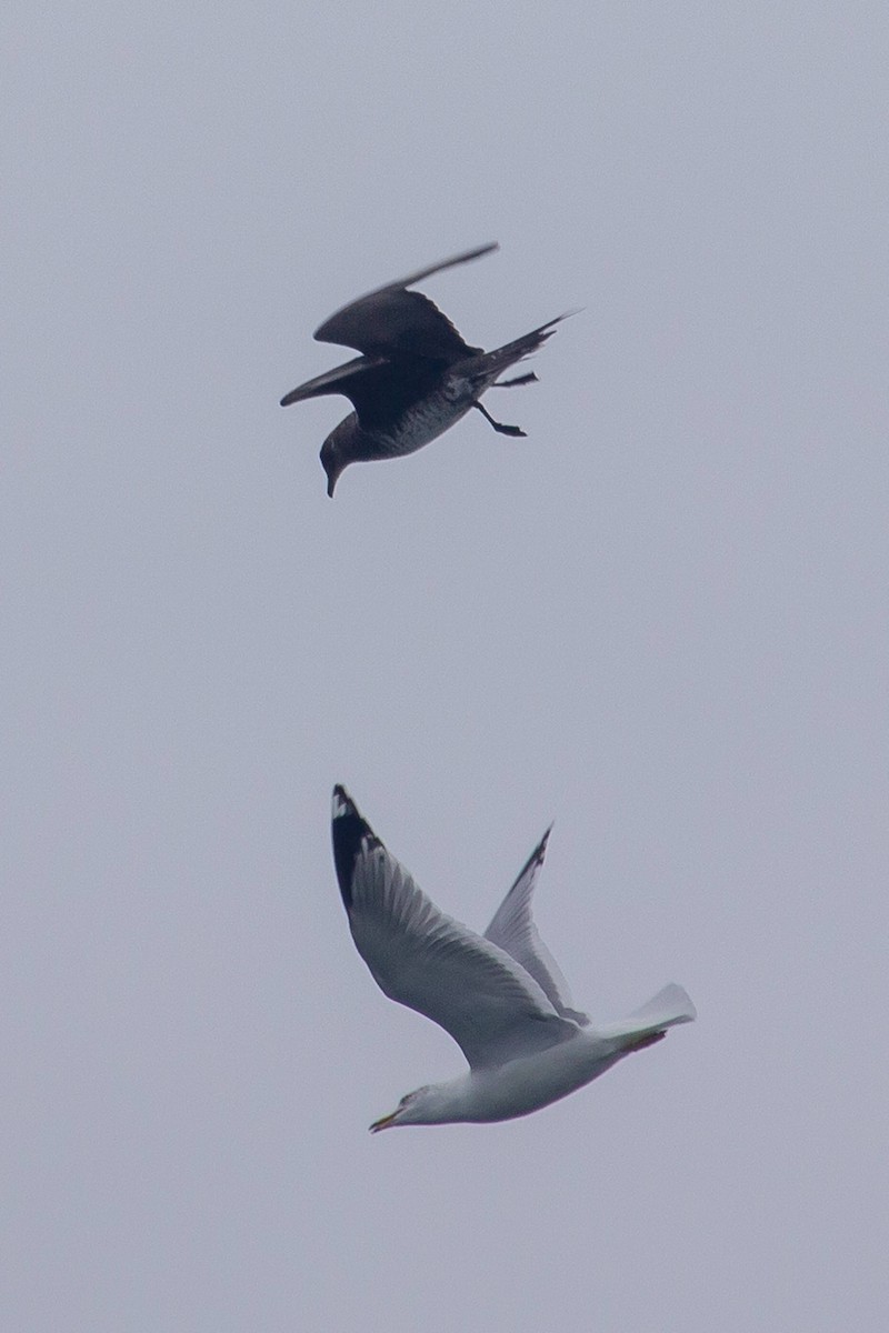 Parasitic Jaeger - ML539860811
