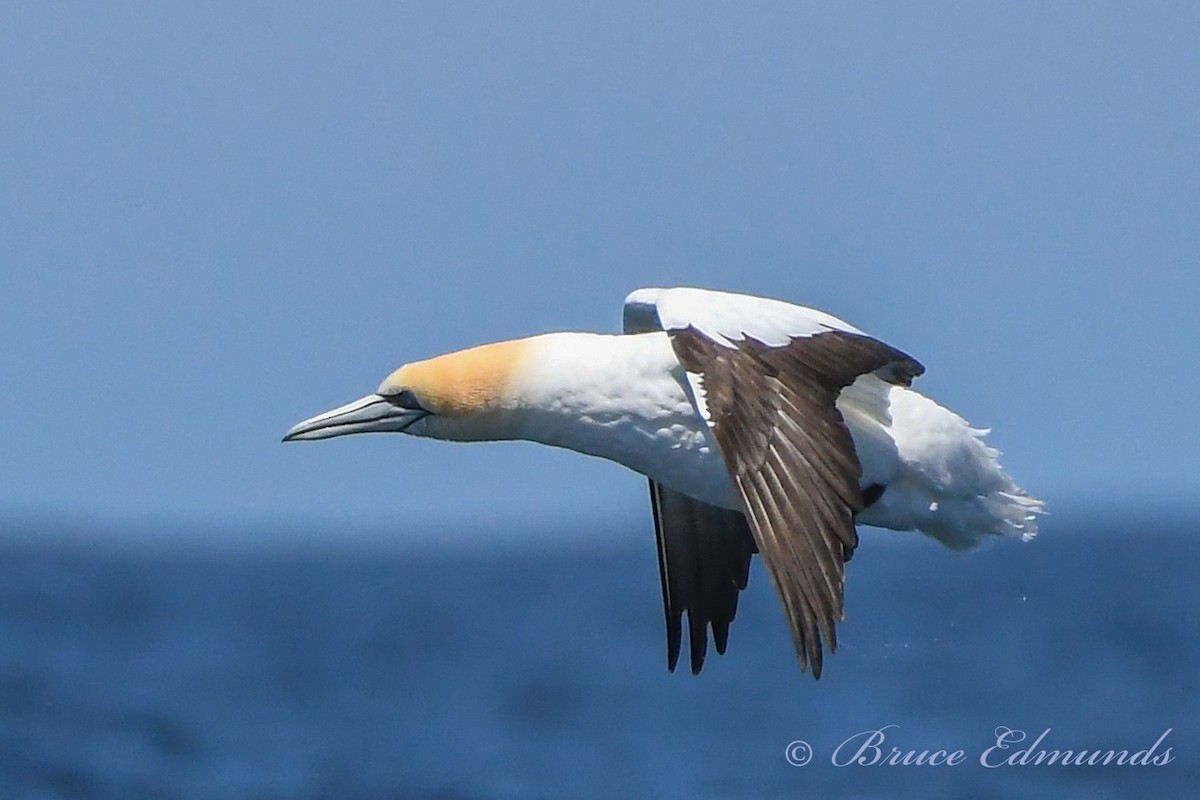 Australasian Gannet - ML539861001