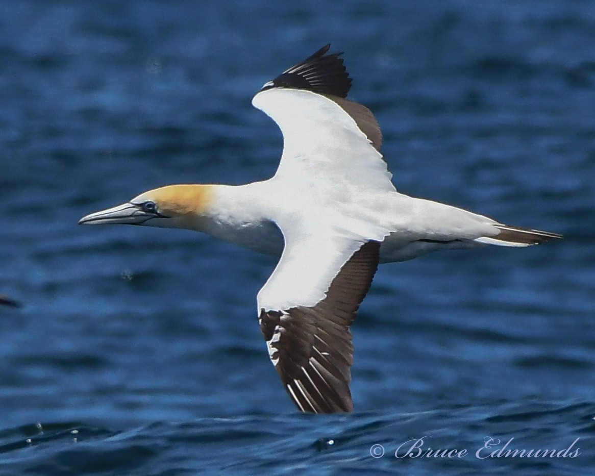 Australasian Gannet - ML539861011