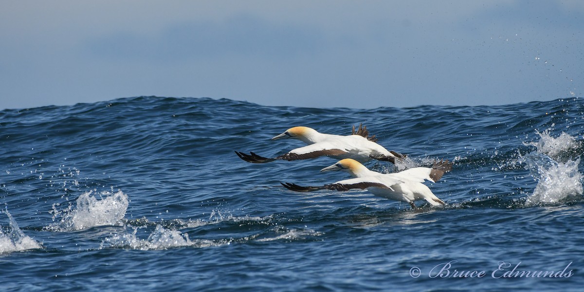 Australasian Gannet - ML539861041