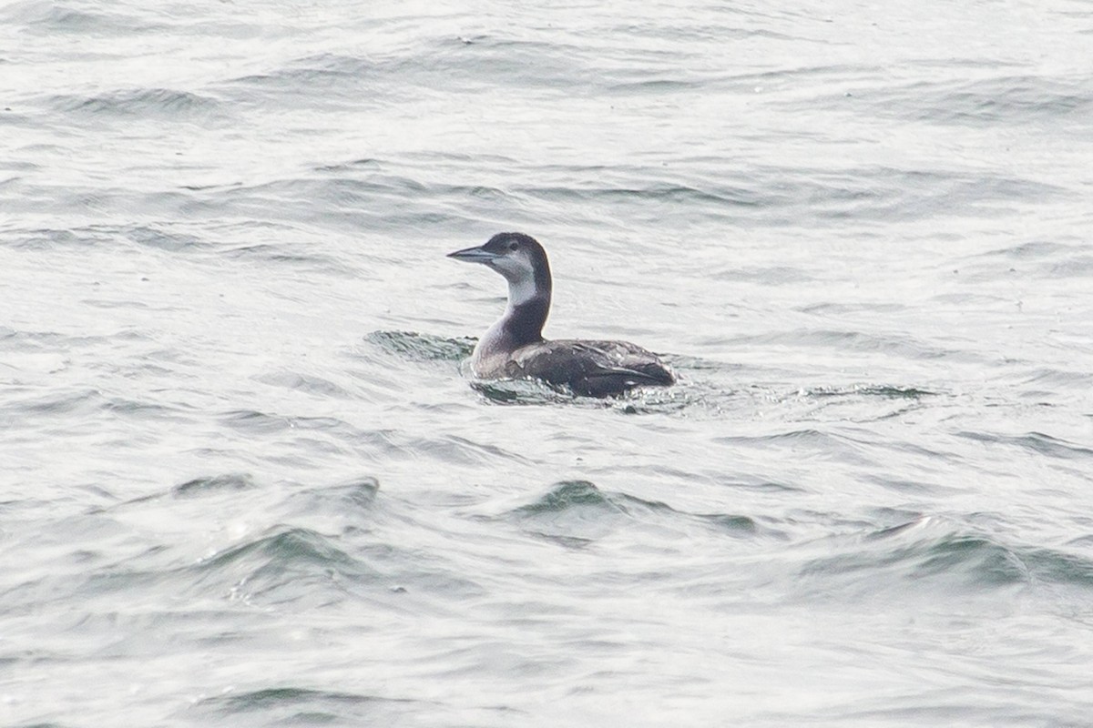 Common Loon - ML539861271