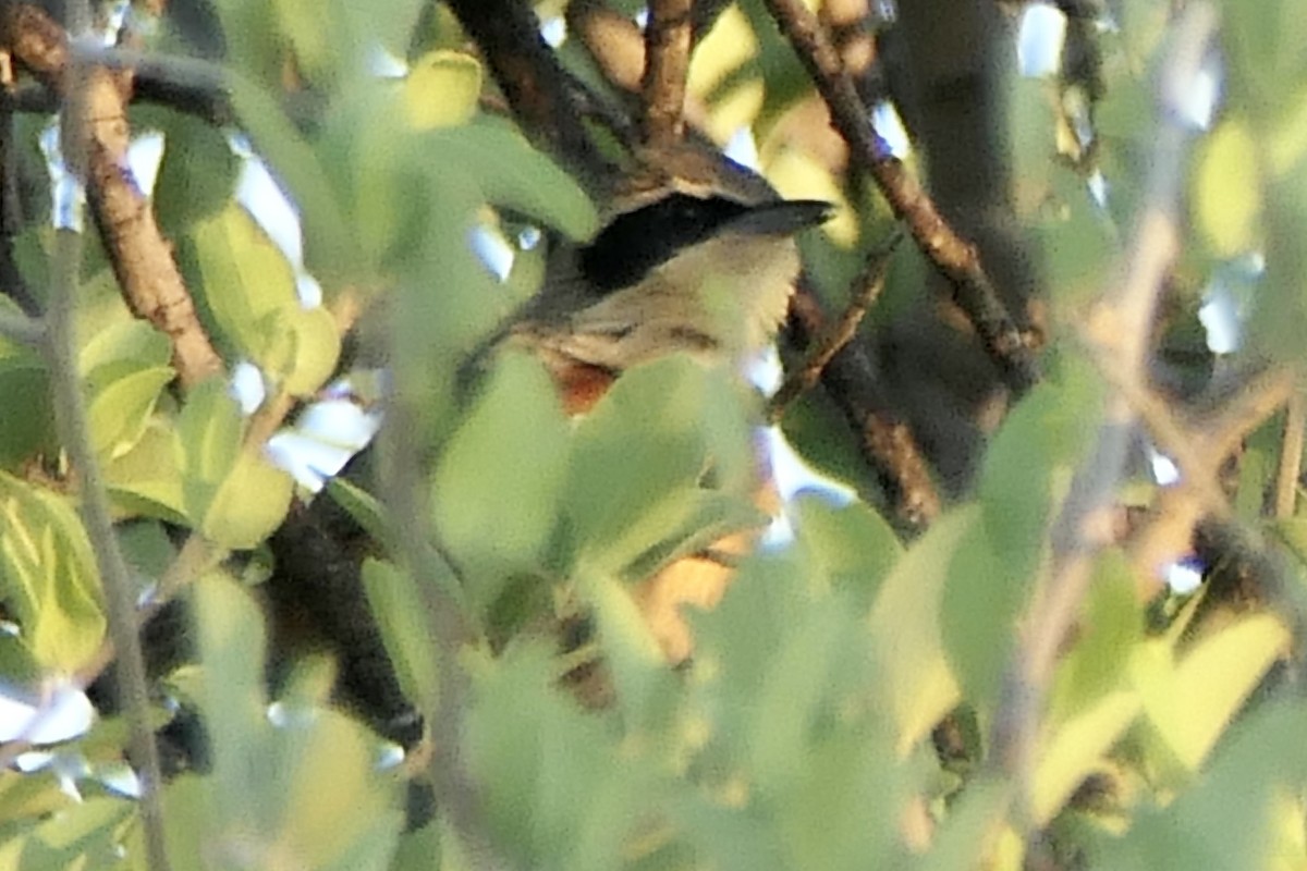 Olive-crowned Crescentchest - Peter Kaestner