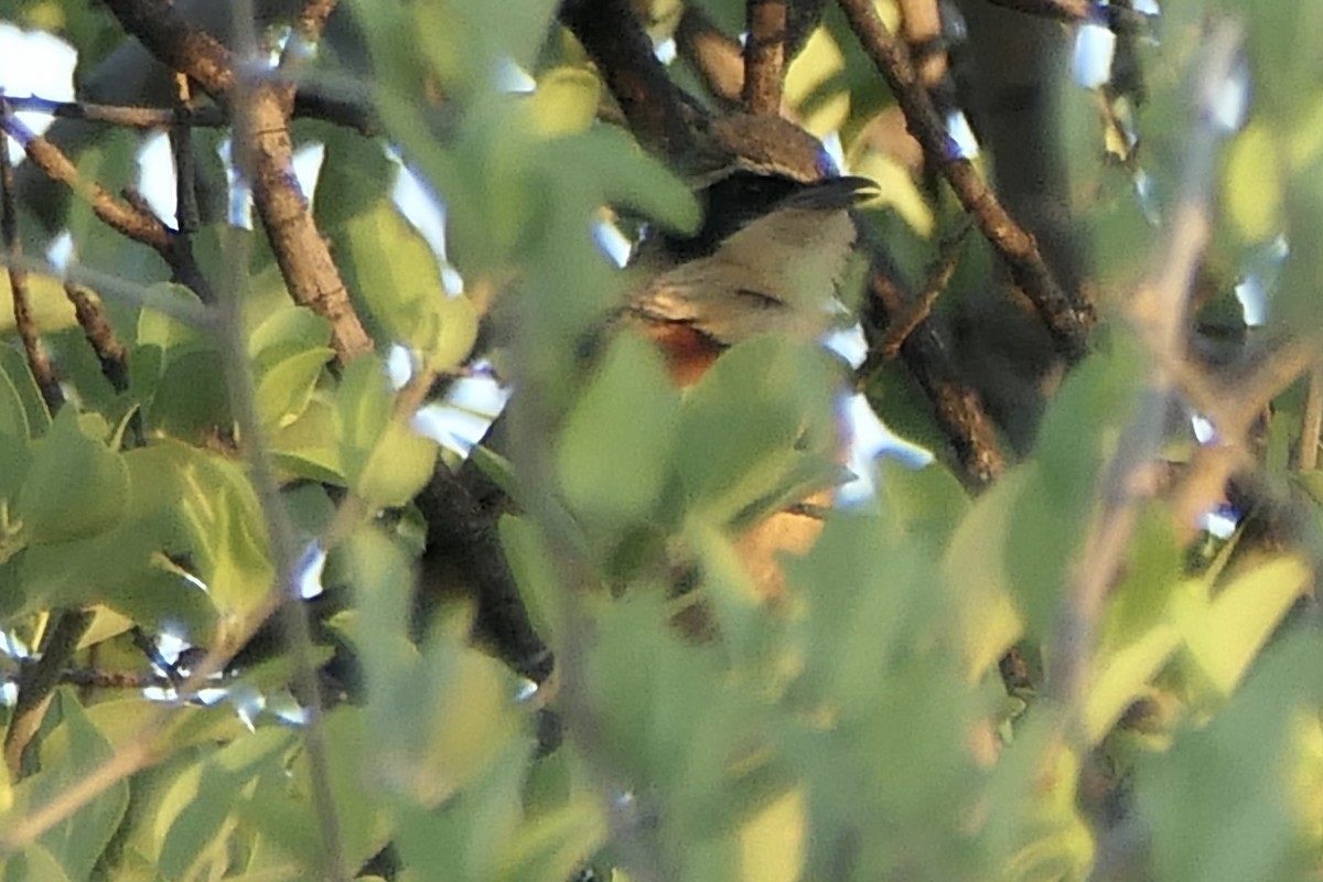 Olive-crowned Crescentchest - Peter Kaestner