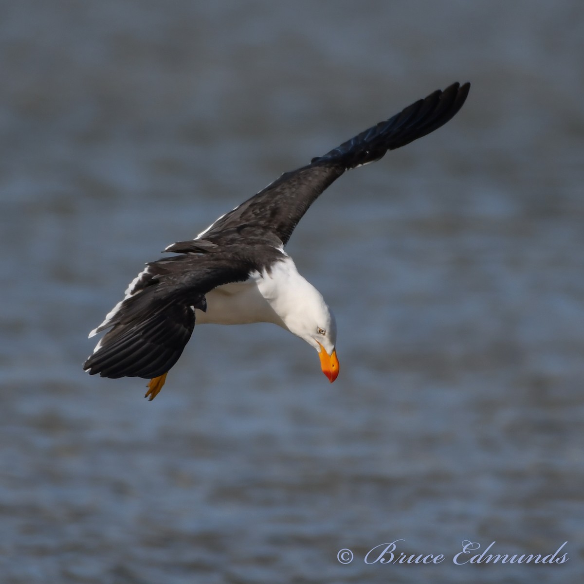 Pacific Gull - ML539861981