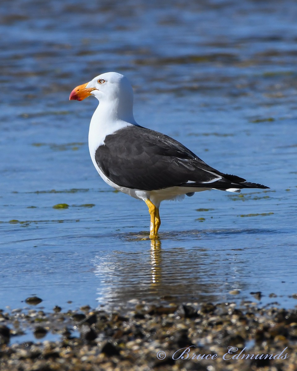 Pacific Gull - ML539861991