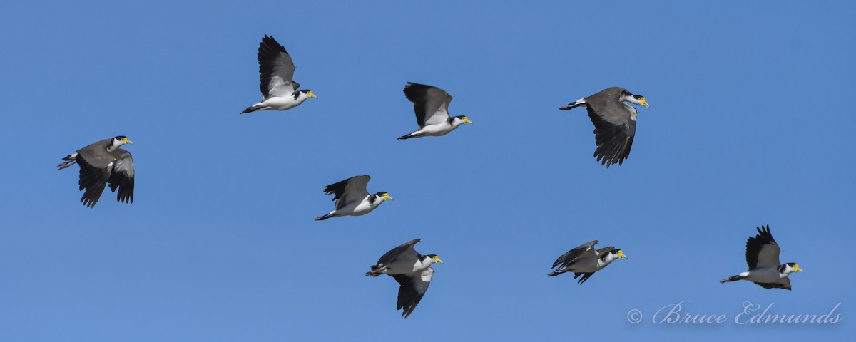 Masked Lapwing - ML539862091