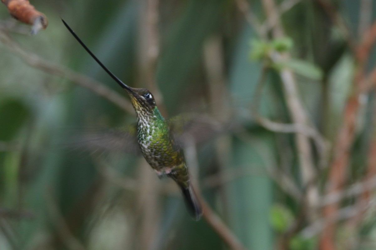 kolibřík mečozobec - ML53986241
