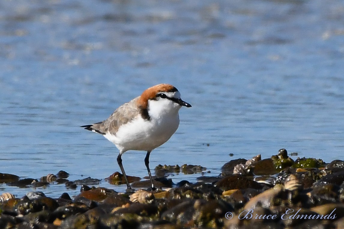 Red-capped Plover - ML539862461