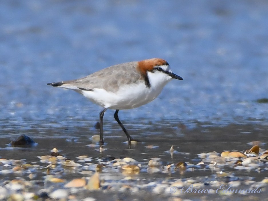 Red-capped Plover - ML539862471