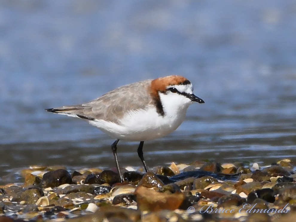 Red-capped Plover - ML539862481