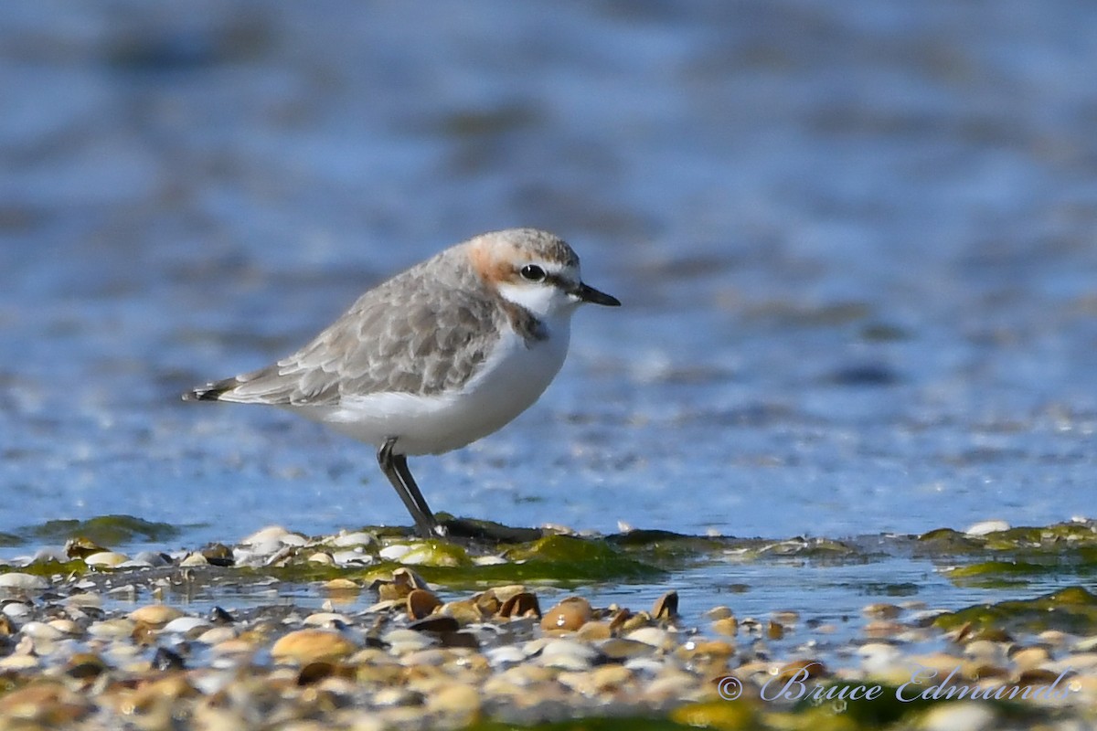 Red-capped Plover - ML539862491