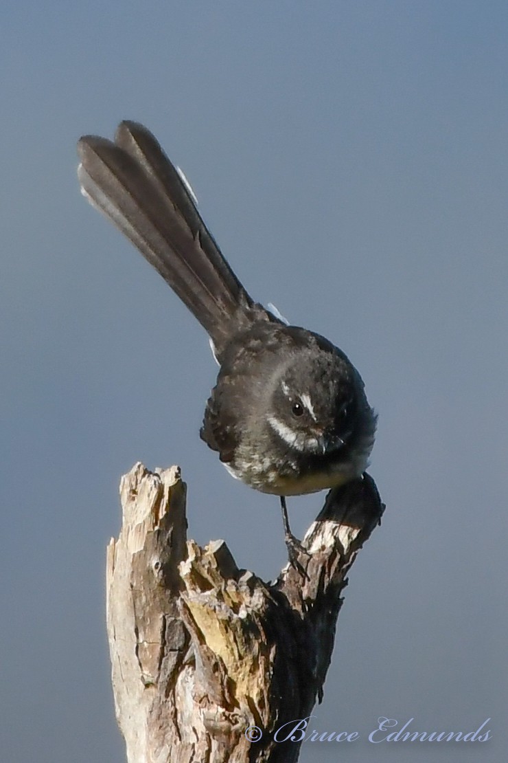 Gray Fantail - ML539863171