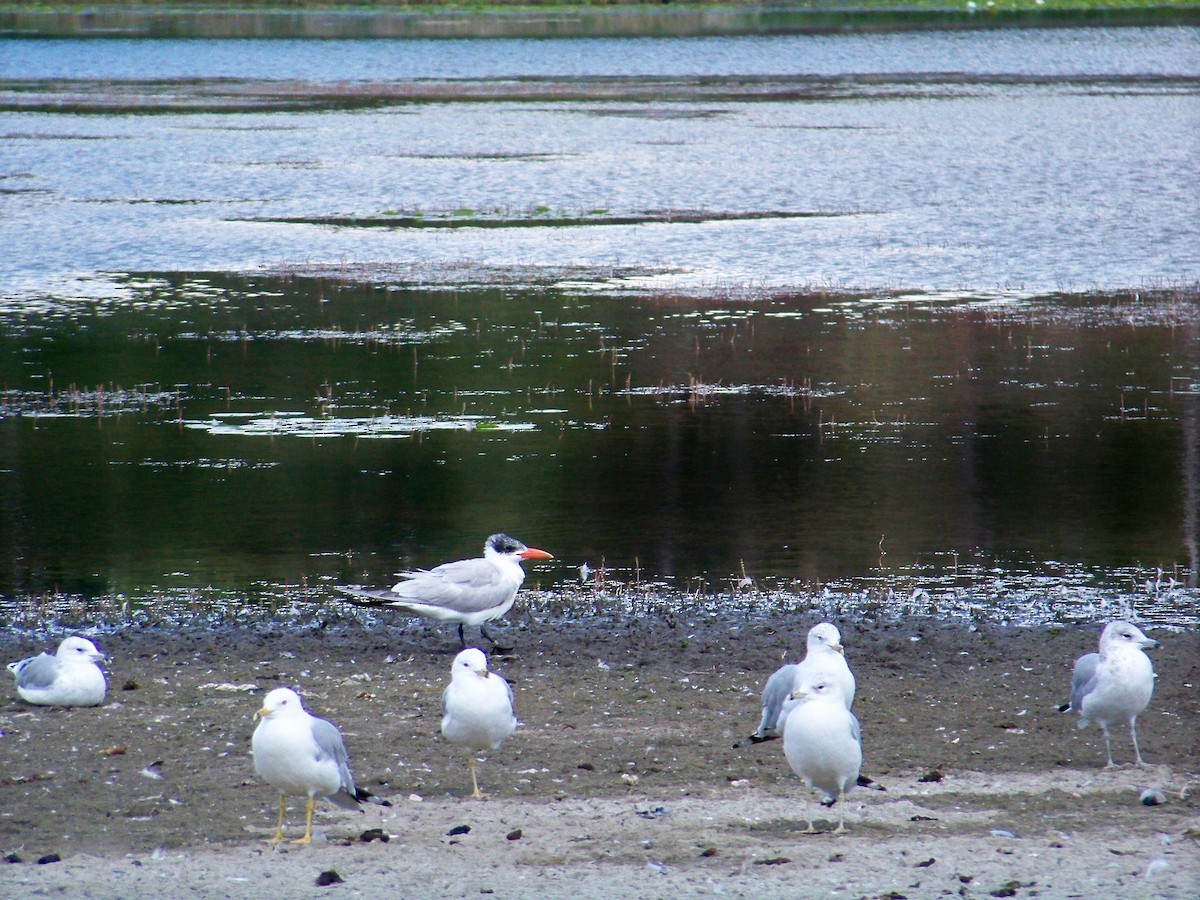 Caspian Tern - ML539864401