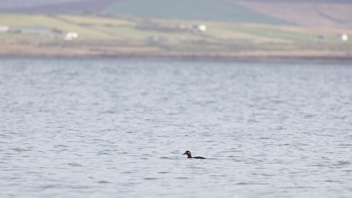 White-winged Scoter - ML539864951