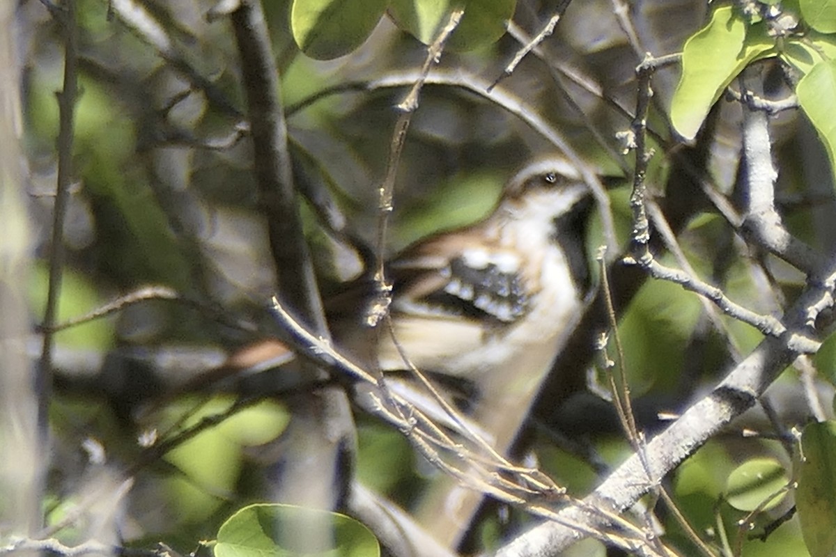 Stripe-backed Antbird - Peter Kaestner