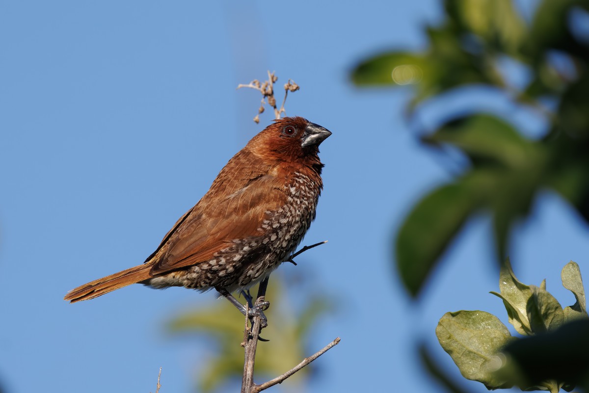 Scaly-breasted Munia - John Callender