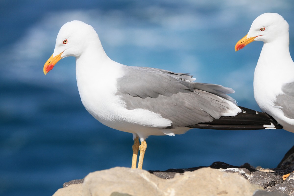 Yellow-legged Gull (atlantis) - Pajot Maxence