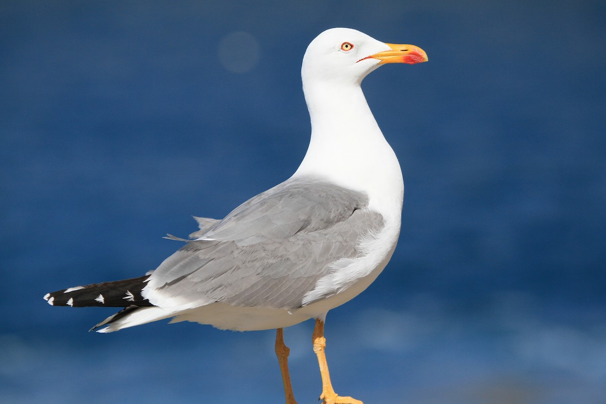 Yellow-legged Gull (atlantis) - Pajot Maxence