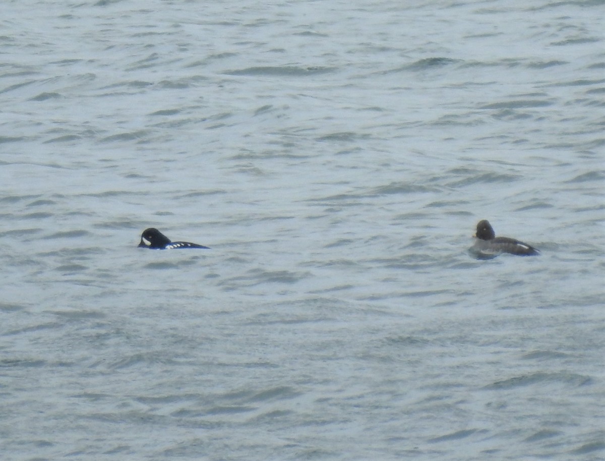 Barrow's Goldeneye - ML539867201