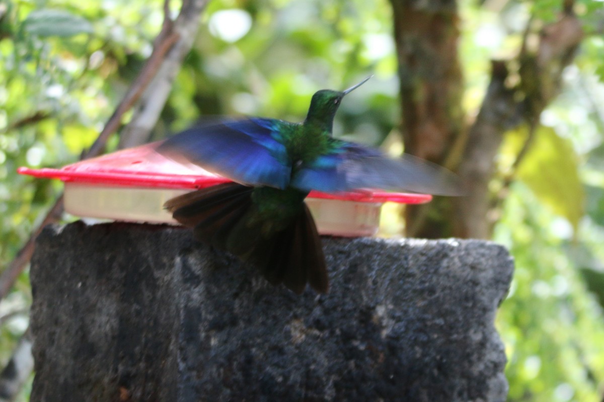 kolibřík modrokřídlý - ML53986771