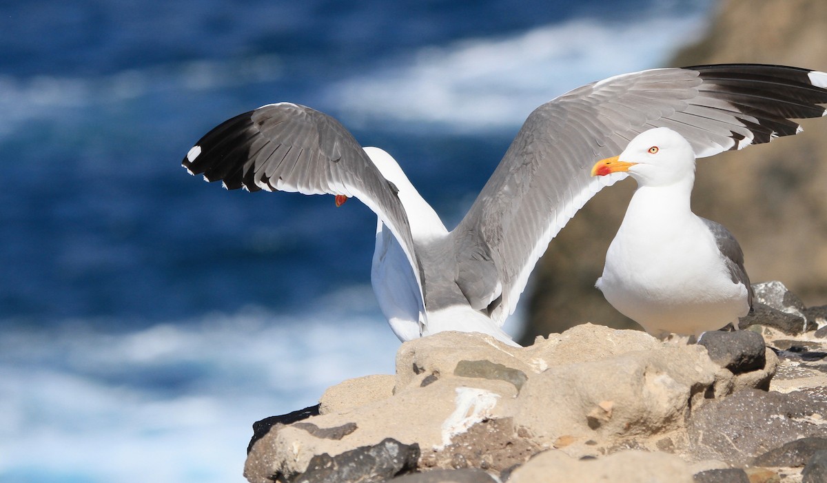 Yellow-legged Gull (atlantis) - ML539867891