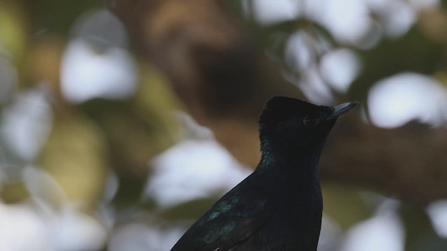 Shining Flycatcher - ML539867971