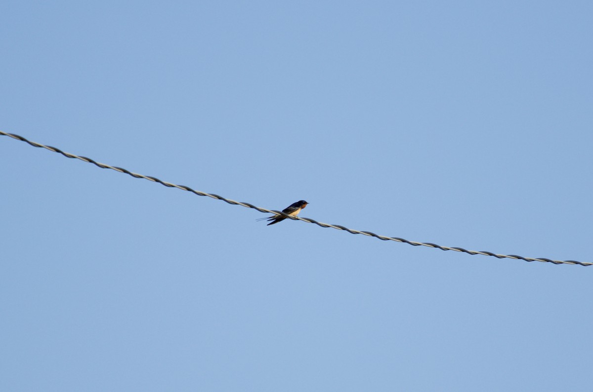 Barn Swallow - ML53986811