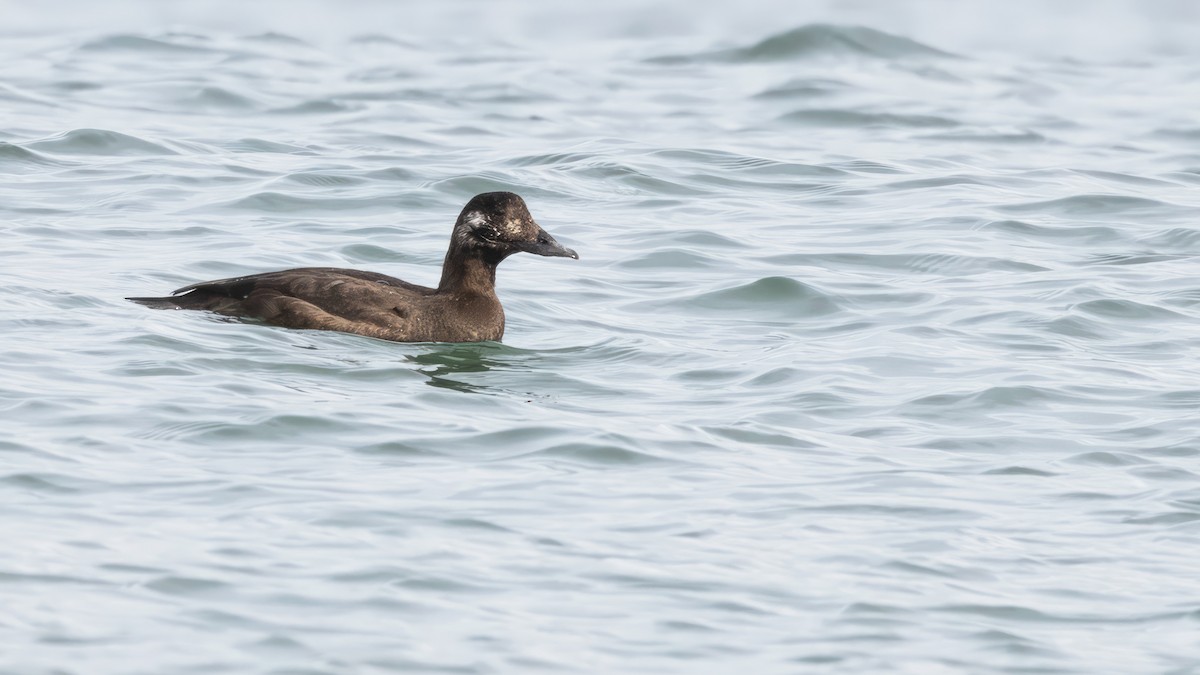 White-winged Scoter - ML539869301