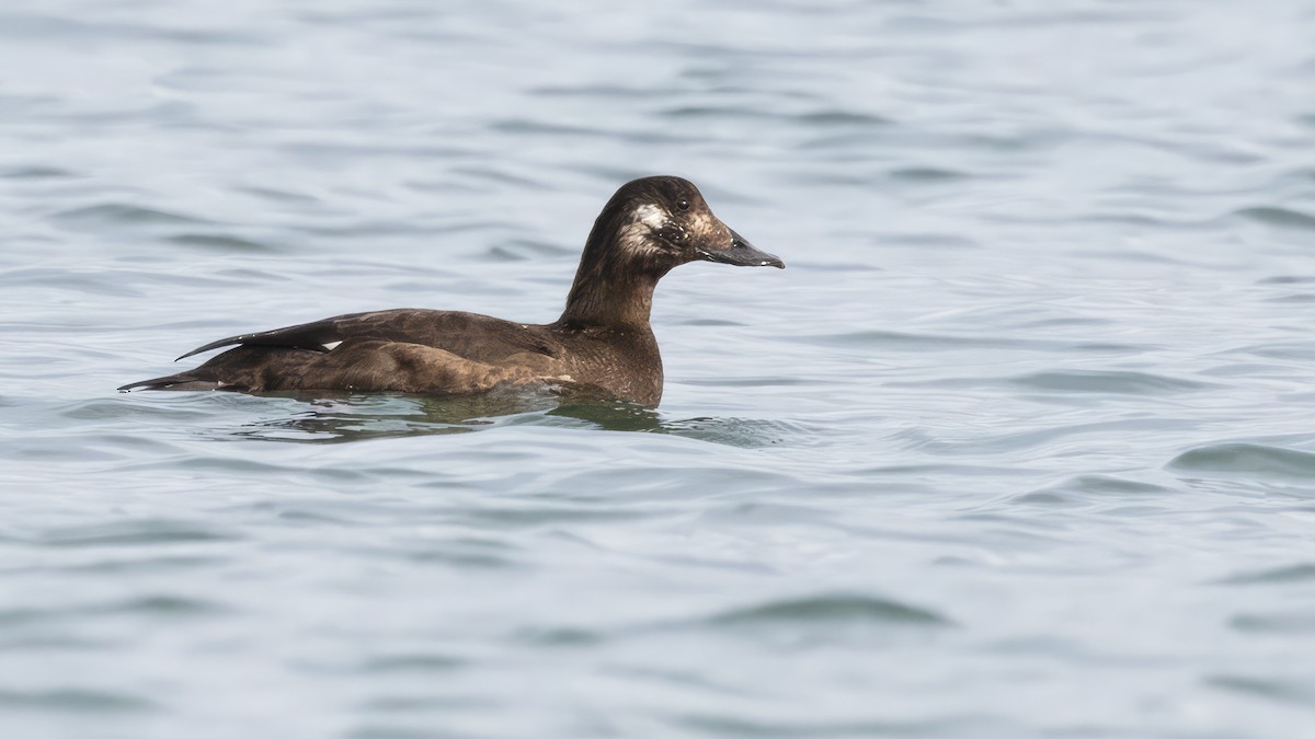 White-winged Scoter - Josh Jones