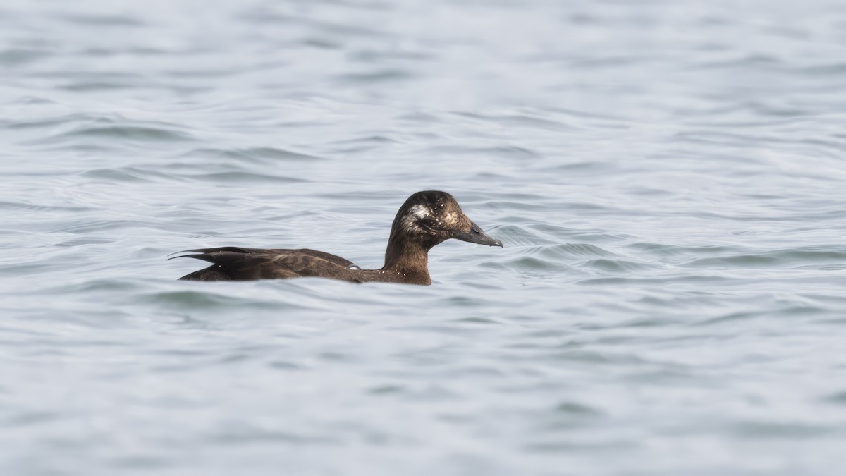 White-winged Scoter - ML539869511