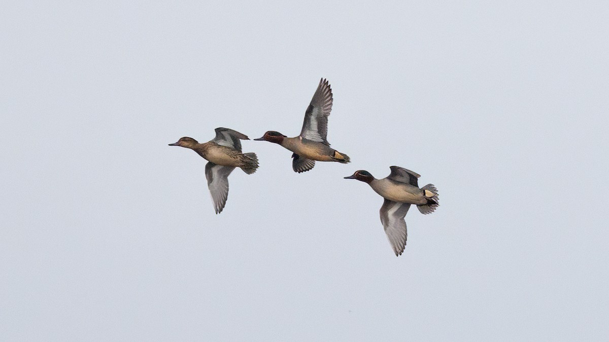 Green-winged Teal (American) - Josh Jones