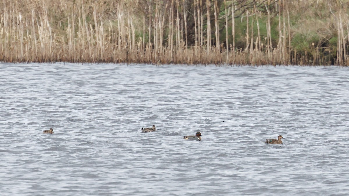 小水鴨(carolinensis) - ML539870171