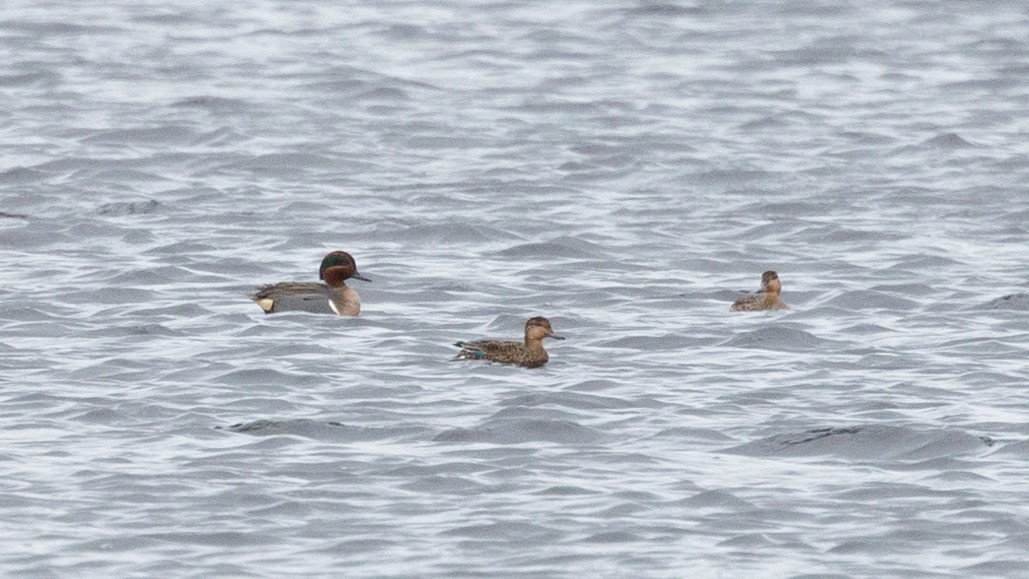 Green-winged Teal (American) - Josh Jones