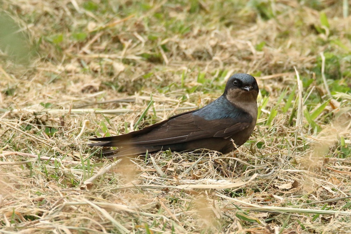 Hirondelle à ventre brun - ML53987111