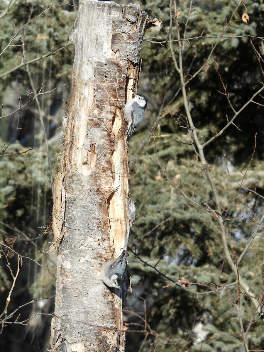 White-breasted Nuthatch - ML539873731