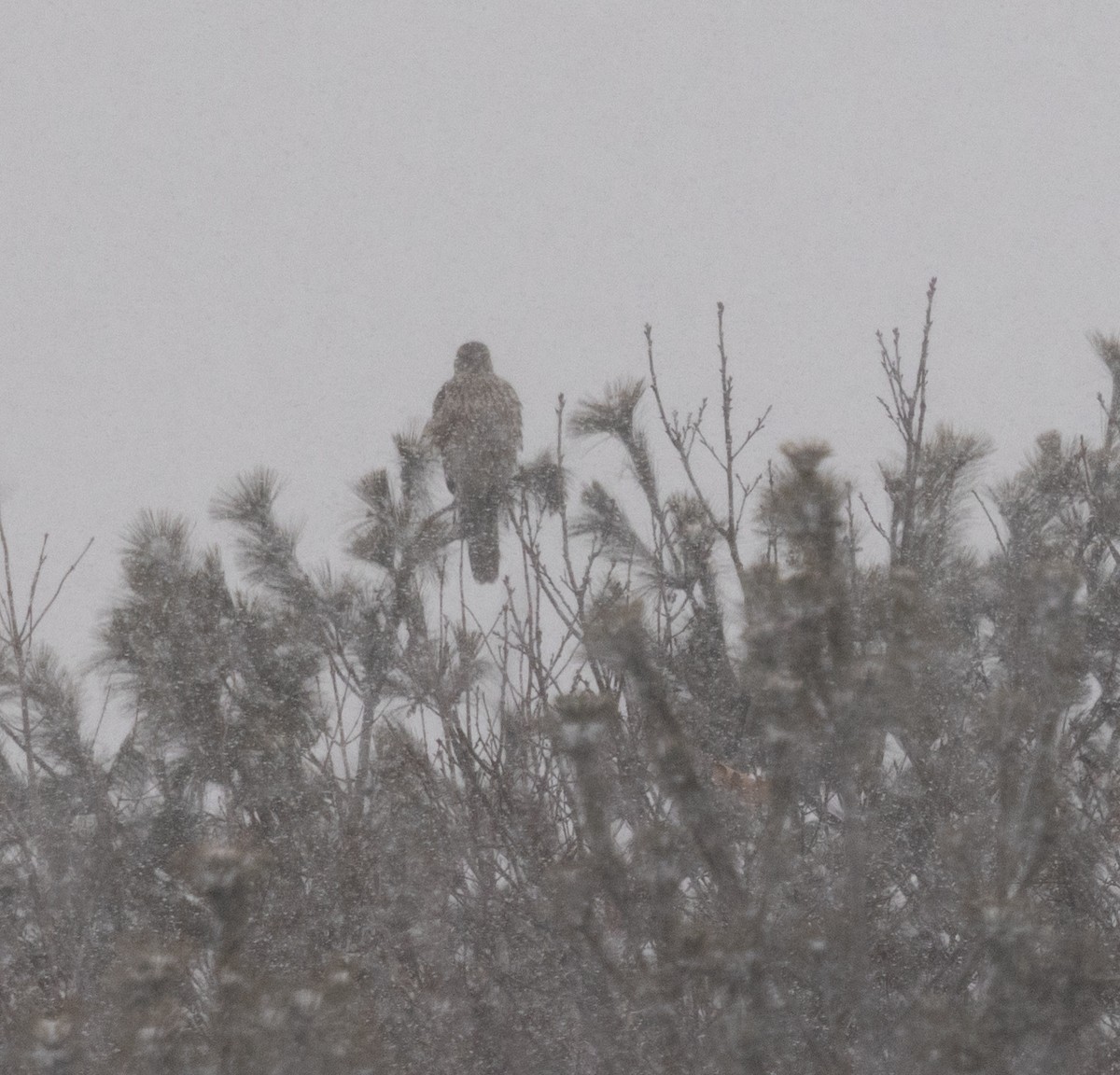 American Goshawk - ML539874351