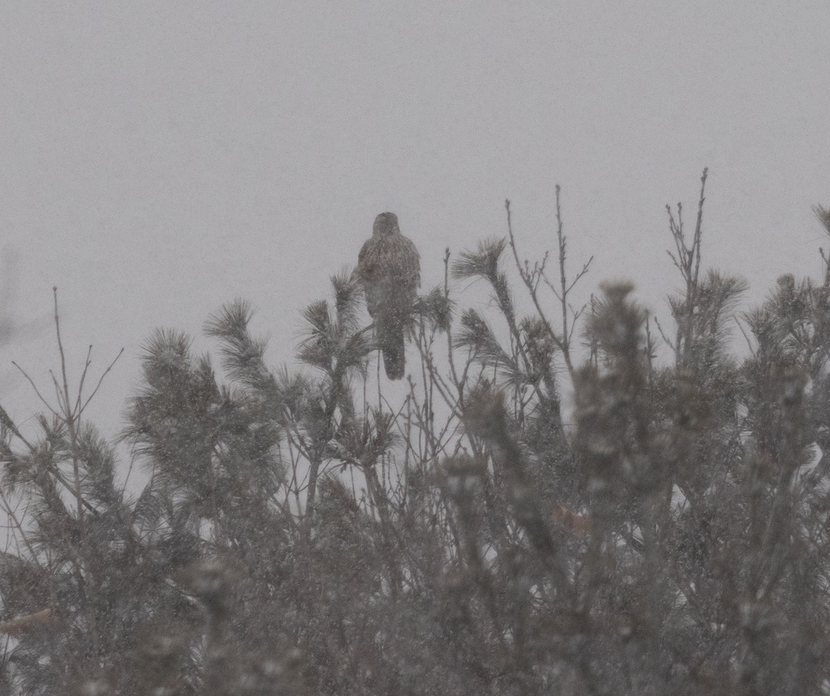 American Goshawk - Sylvie Robert