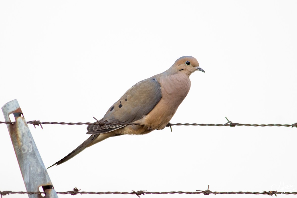 Mourning Dove - ML539876151