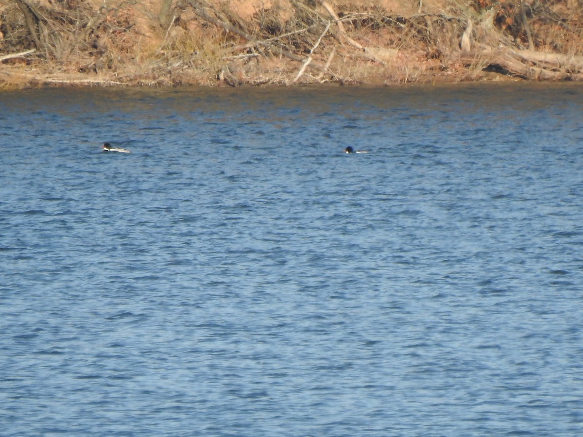 Red-breasted Merganser - Ron Marek