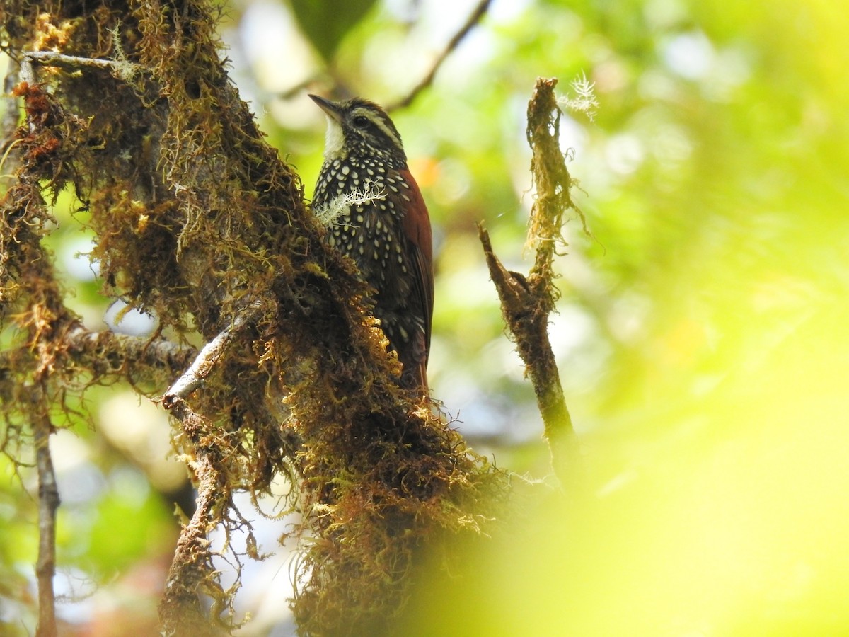 Pearled Treerunner - ML539882791