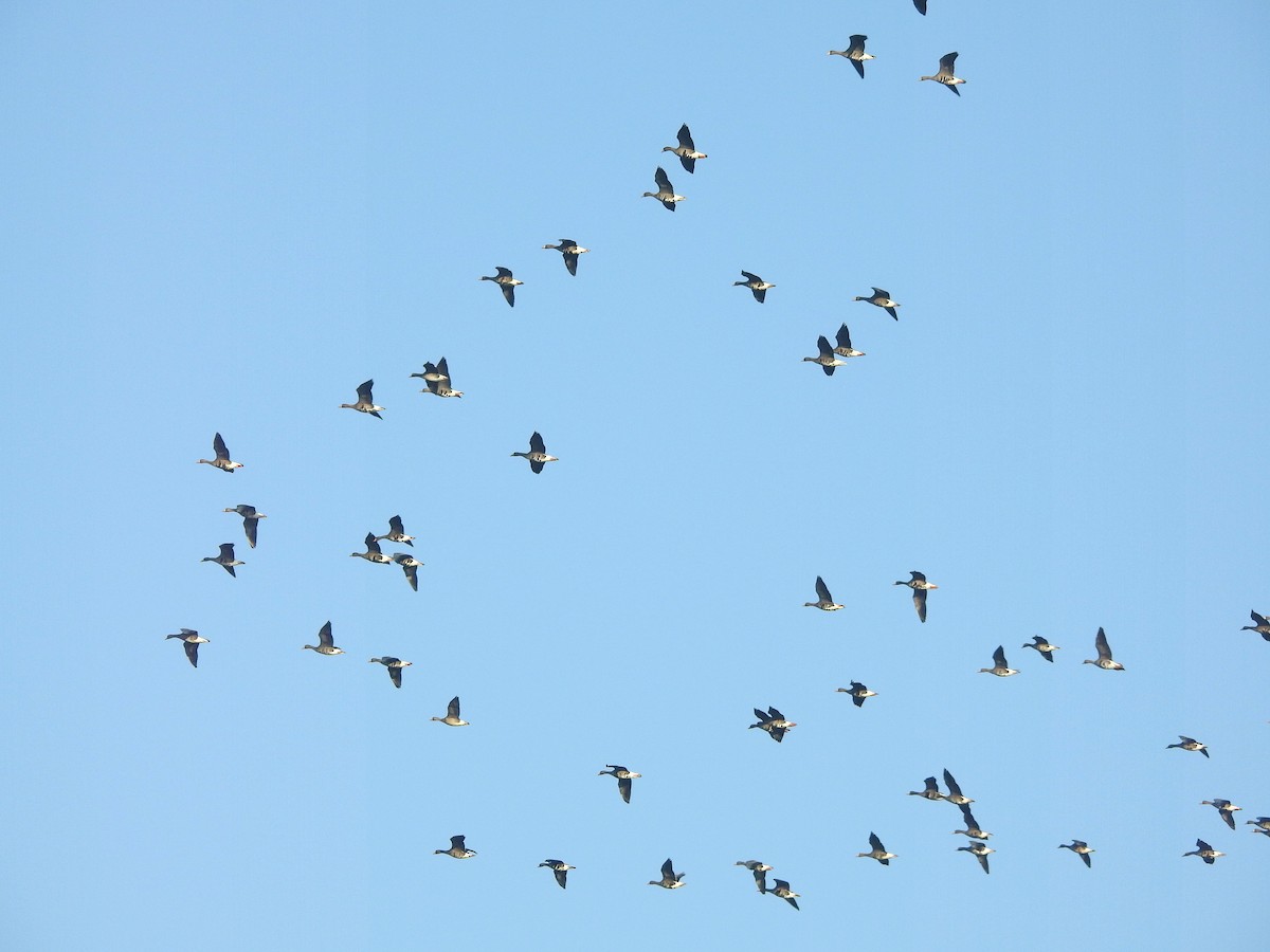 Greater White-fronted Goose - ML539883811