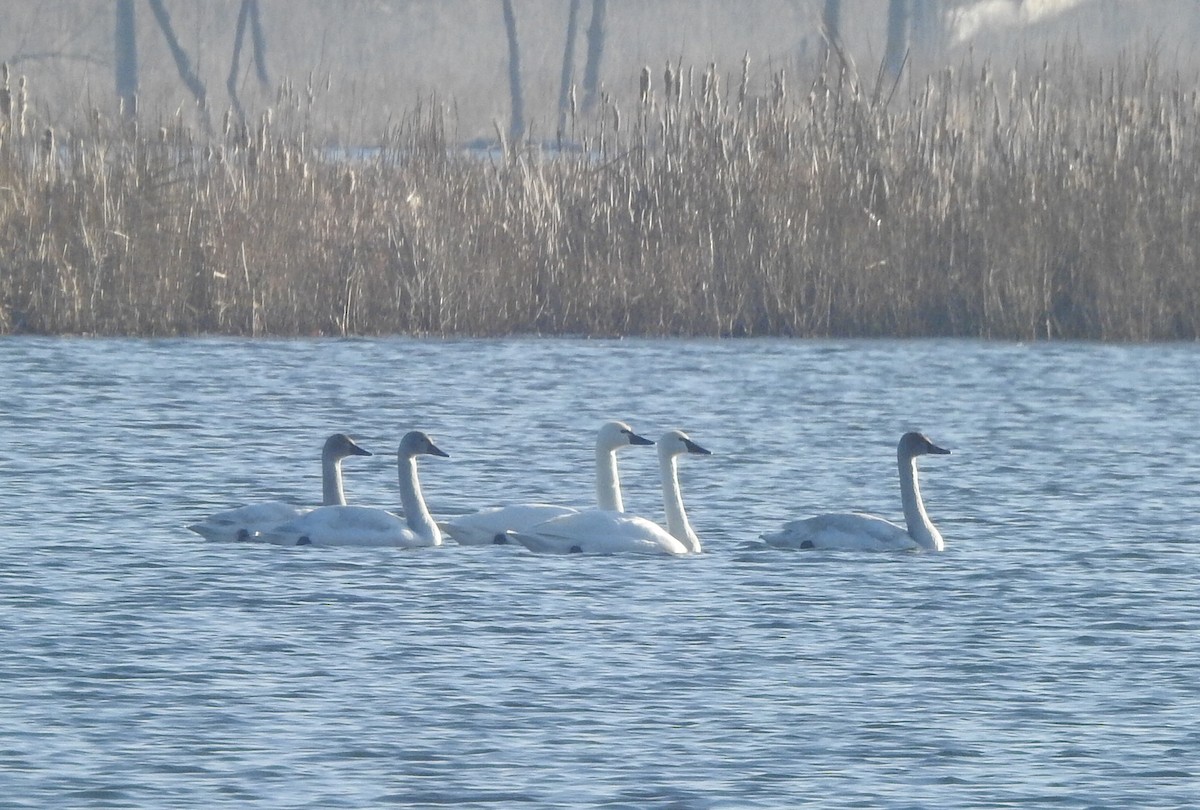 Tundra Swan - ML539883851