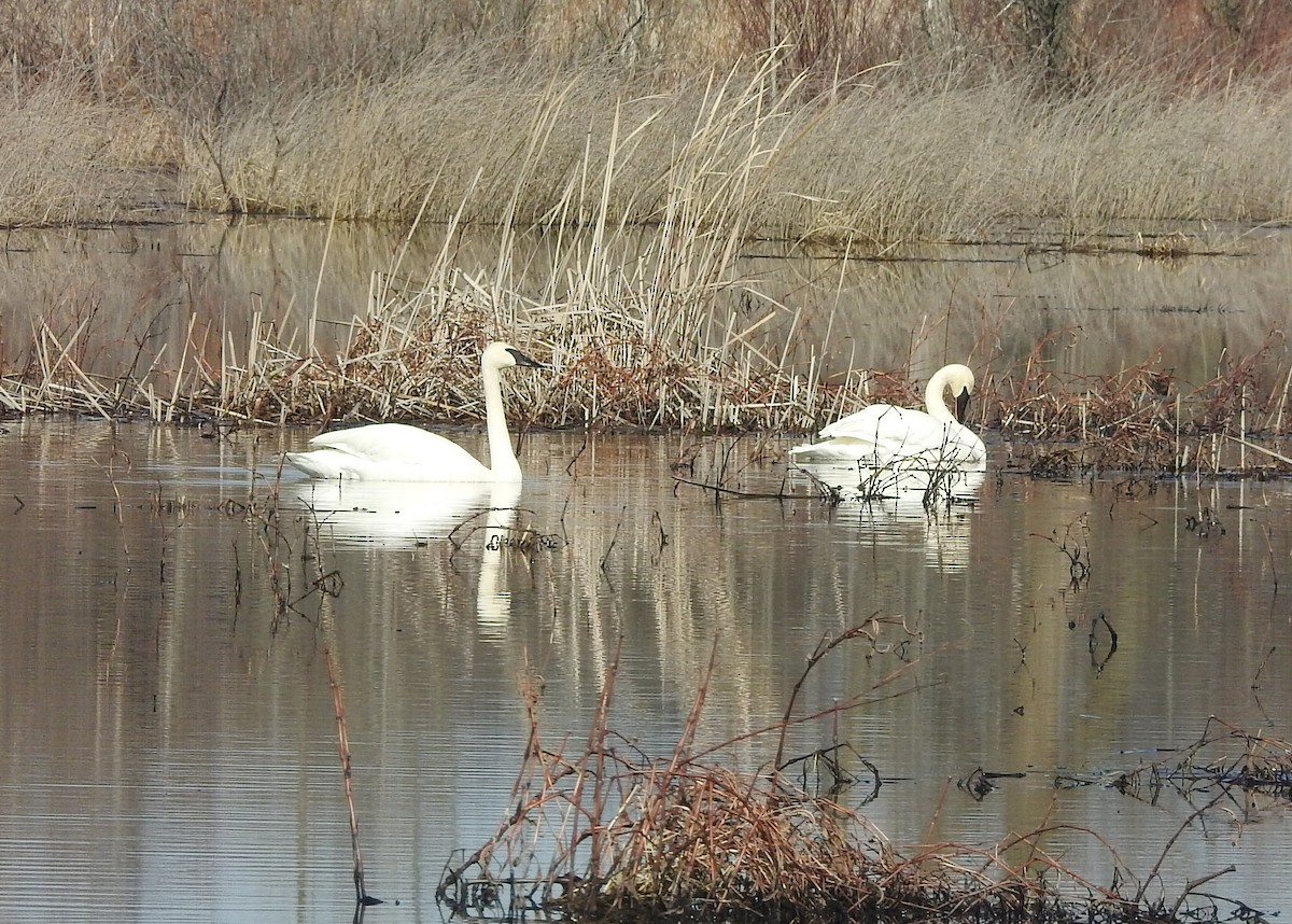 Trumpeter Swan - ML539884201