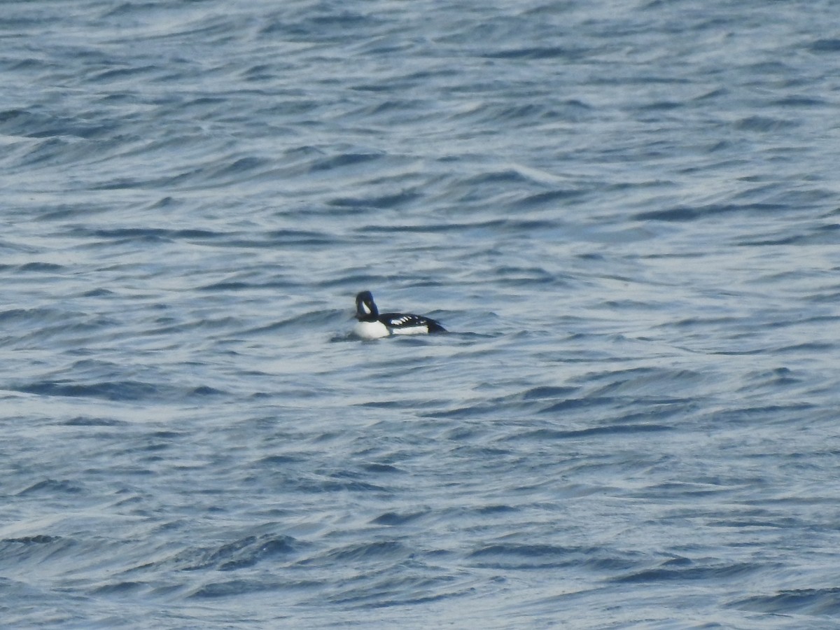 Barrow's Goldeneye - ML539884521