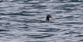 White-winged Scoter - Breck Tyler